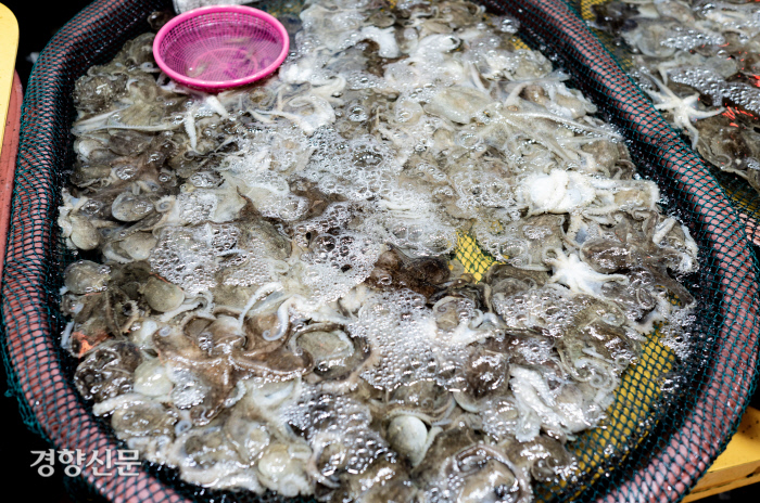 주꾸미 제철을 봄으로 아는 이가 많지만 산란을 앞둔 봄 주꾸미는 맛이 떨어진다. 쫄깃하고 보드라운 살맛은 오히려 겨울에 일품이다.