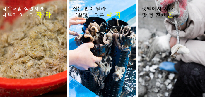 자애젓은 초겨울부터 이른 봄까지 즐기는 바다의 별미다(왼쪽). 맛과 품질에 비해 덜 알려진 해남의 먹거리가 바로 낙지다(가운데). 투석식으로 키운 해남 굴은 겨우내 살이 올라 1월부터 제맛이 난다(오른쪽).