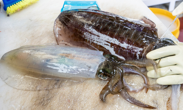 무늬오징어 - 제주서도 이맘때 겨우 맛보는 귀한 몸, 이름대로 ‘무늬만 오징어’ 사실은 꼴뚜기과