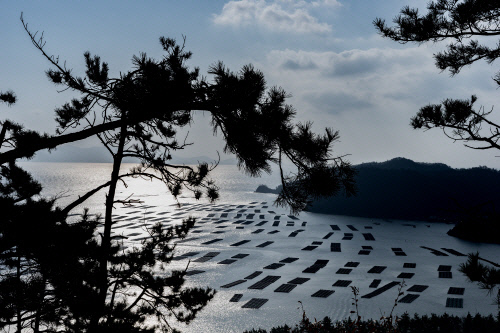 완도 전복 양식장