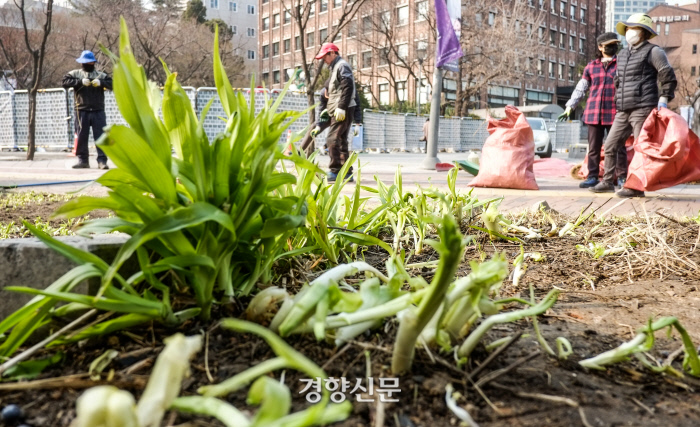19일 서울 중구 덕수궁 돌담길에서 중구청 관계자들이 겨우내 덮여있던 짚더미를 걷어내고 있다. 짚더미를 걷어낸 자리에선 푸릇한 풀들이 올라와 있었다. / 이준헌 기자 ifwedont@kyunghyang.com