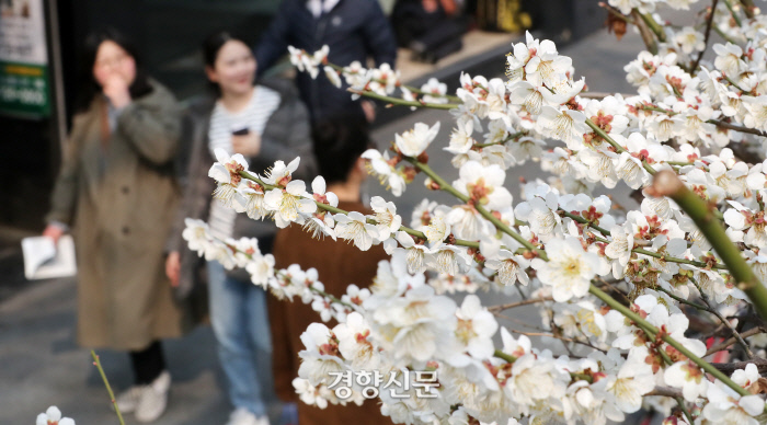 서울의 낮 최고 기온이 17도를 기록한 19일 오후 서울 종로2가 인근 도로에 매화꽃이 피어있다. / 권도현 기자 lightroad@kyunghyang.com