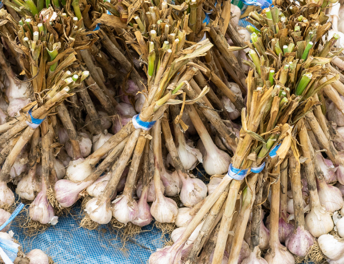 알싸한 강화 마늘.