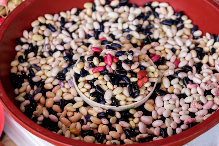 콩밥에 제격인 여름 강낭콩.