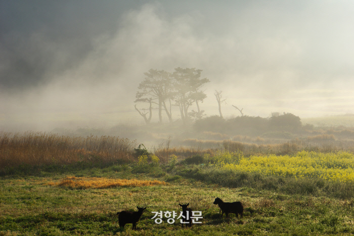 관매도. 강제윤 섬연구소장 제공