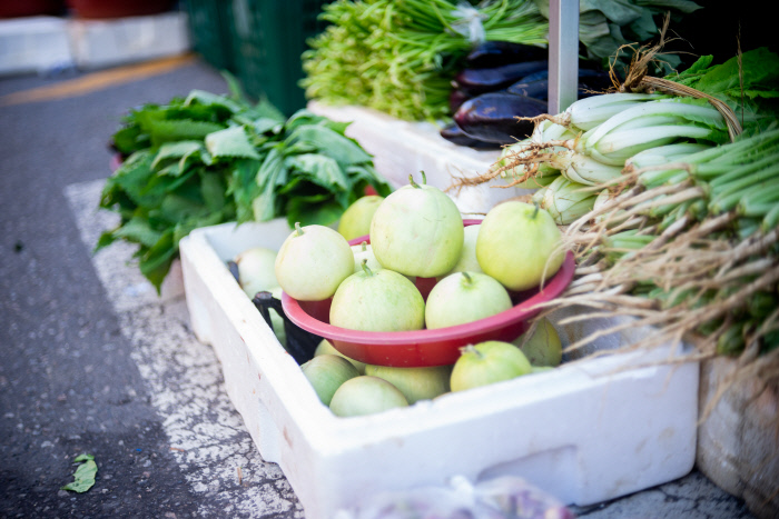 오이와 애호박의 중간 빛깔…토종 ‘사과참외’