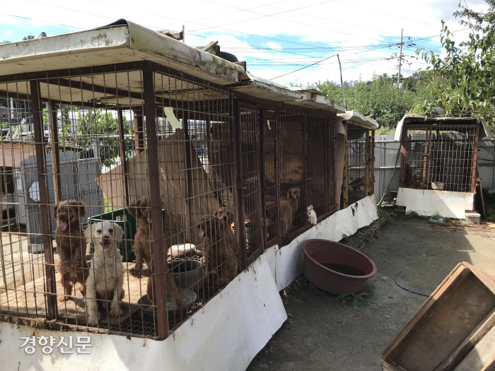 지난 3일 경기 남양주 한 번식장의 개들 모습.