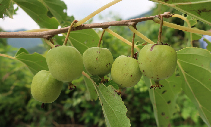가을이면 가지마다 대롱대롱 매달려 익어가는 다래는 단면 모양이나 맛은 키위와 흡사하지만, 털이 없어 껍질째 먹을 수 있다. 당도나 영양가도 키위보다 월등한 우리 토종 과실이다.