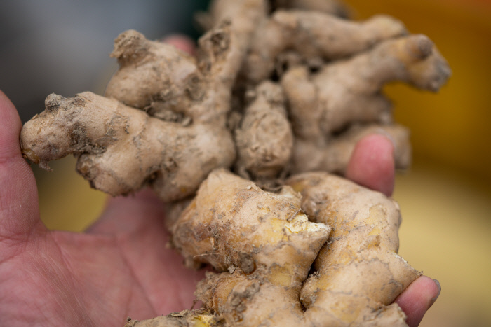 비슷하지만 다른 재래종과 개량종 ‘봉동 생강’.