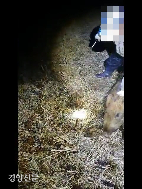 동물자유연대가 공개한 야생 멧돼지 포획 과정의 학대 영상. 동물자유연대 제공.