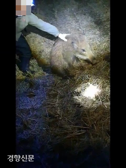 동물자유연대가 공개한 야생 멧돼지 포획 과정의 학대 영상. 동물자유연대 제공.