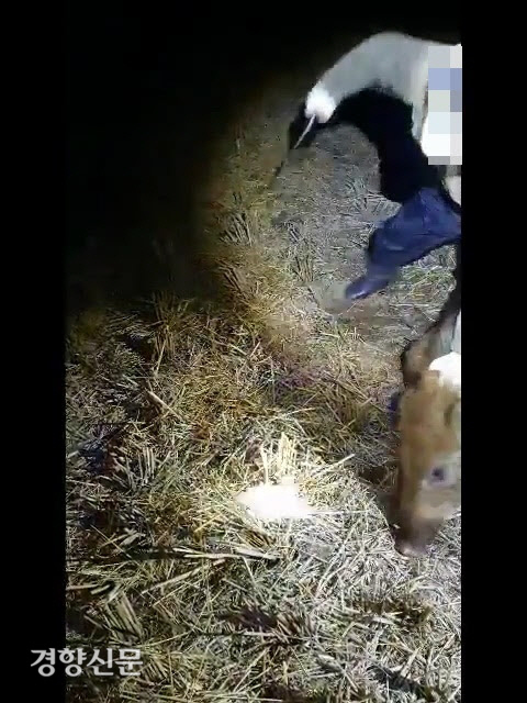 동물자유연대가 공개한 야생 멧돼지 포획 과정의 학대 영상. 동물자유연대 제공.