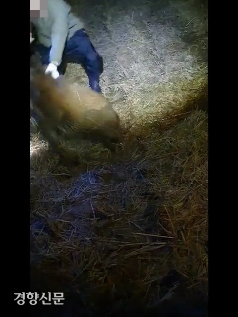 동물자유연대가 공개한 야생 멧돼지 포획 과정의 학대 영상. 동물자유연대 제공.