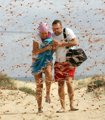 스페인령 카나리아 제도에 날라든 메뚜기 떼. 1억 마리의 메뚜기가 서아프리카 대륙에서 넘어왔단다.