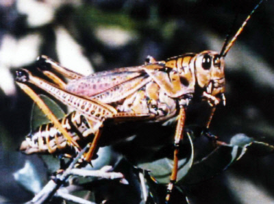 왕조시대엔 메뚜기(황충) 떼가 습격하면  ‘임금의 부덕’ 때문이라고 자책했다.