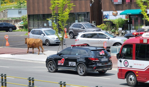 1일 도망친 암소가 울산 북구 도로를 활보하고 있다. │연합뉴스