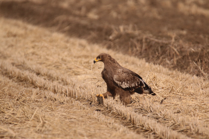 서부DMZ일원에서 처음으로 발견된 초원수리의 모습. DMZ생태연구소 제공.