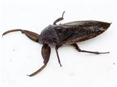 장단반도에서 확인된 물장군의 모습. DMZ생태연구소 제공.