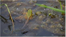 장단반도에서 확인된 금개구리 유생의 모습. DMZ생태연구소 제공.