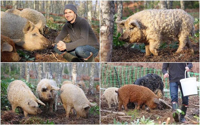 양의 모습을 한 돼지 ‘만갈리차’는 한때 양과 돼지의 교배종이 아니냐는 오해를 받았지만, 그저 털이 많은 돼지에 불과하다.