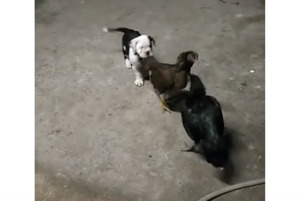 ‘그만 싸워!’ - 바이럴호그/유튜브 캡처