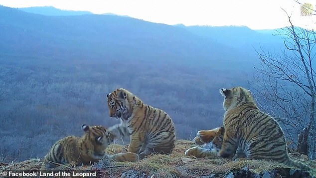 ‘아기 백두산호랑이’ 4마리 러시아서 포착…“극히 보기 드물어”