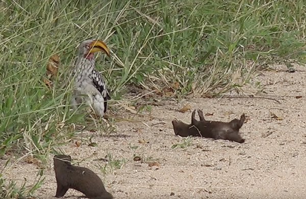 ViralHog 유튜브 채널