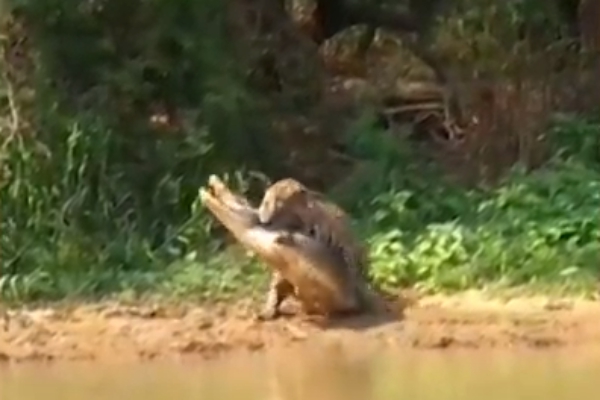 악어 사냥하는 재규어 - 케이터스 클립스/유튜브 캡처