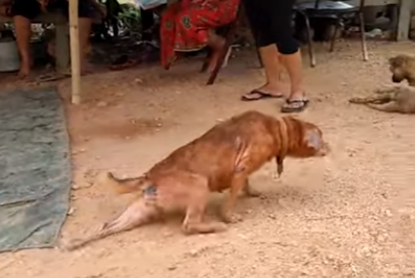 사람들 관심 얻으려고 다리 저는 척하는 강아지 - 바이럴호그/유튜브 캡처