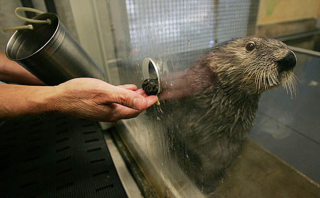 찰리는 세계에서 처음으로 마취 없이 혈액 채취가 가능했다.