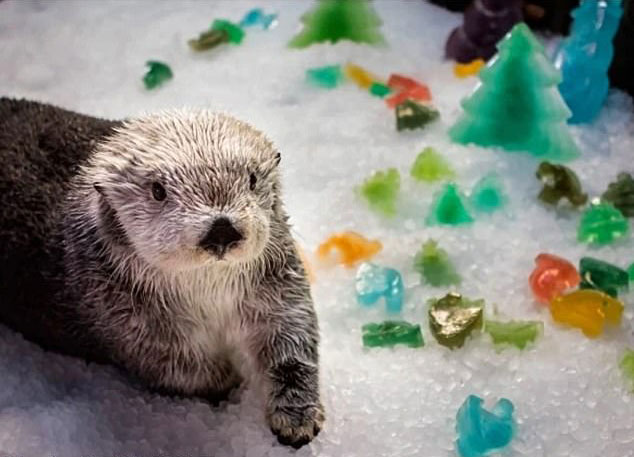세계 최고령 해달 찰리가 만 22세 생일을 맞이했을 때의 모습.