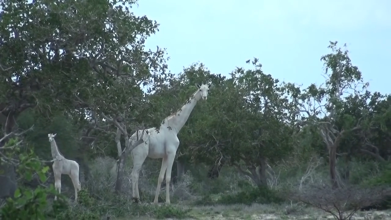 알비노 동물들의 신비로운 모습(유튜브 채널 캡처)