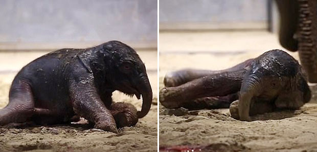 갓 태어나 아직 양막도 채 벗겨지지 않은 새끼 코끼리는 어미의 도움에도 쉽사리 걸음마를 떼지 못하고 주저앉기를 반복했다