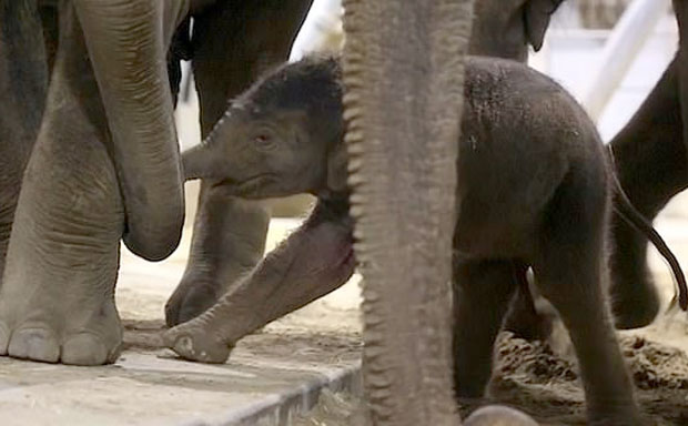 인도코끼리는 환경 파괴로 서식지가 감소하면서 1986년 멸종위기종으로 분류됐다
