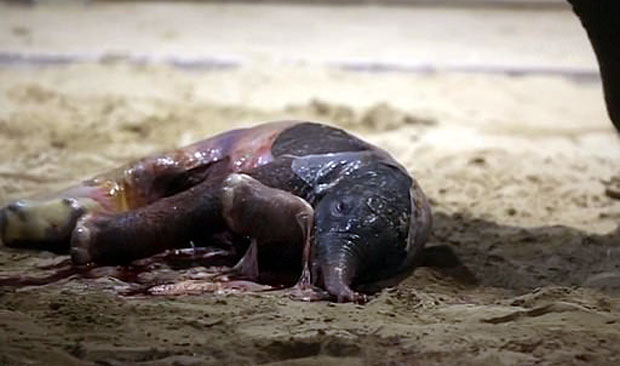 벨기에의 한 동물원에서 멸종위기종인 인도코끼리가 태어났다