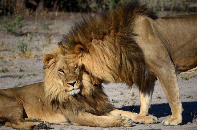 아프리카 사파리를 찾은 관광객들이 추억을 남기기 위해 찍은 사진들이 의외로 야생동물들의 생태 환경과 분포 등을 파악하는 데 유용하게 쓰여 생태 보호에 도움을 줄 수 있다는 연구 결과가 나왔다.커런트 바이올로지 제공