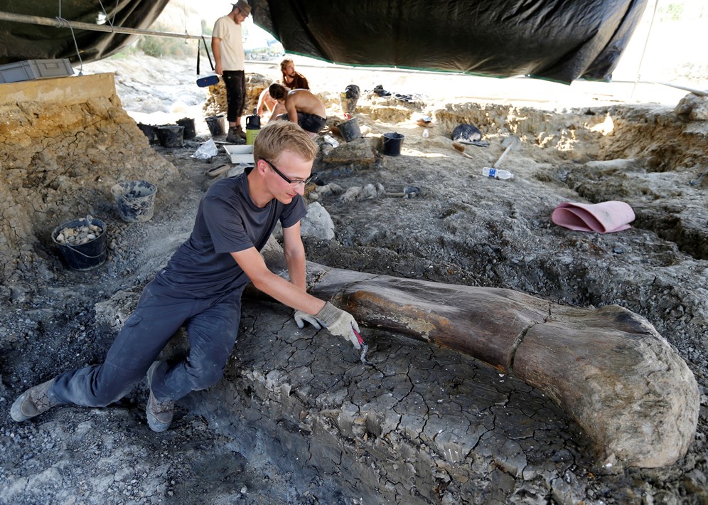 발굴된 사우로포드(Sauropod)의 화석. 사진=로이터 연합뉴스