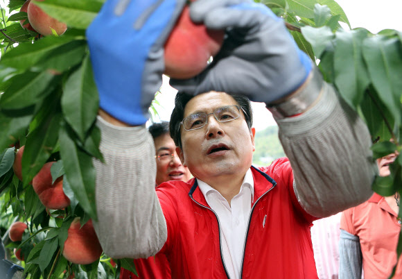 자유한국당 황교안 대표가 6일 오전 경북 영천시 대창면 구지리 한 복숭아 농가에서 수확을 돕고 있다. 황 대표는 지난 5월 ‘민생투쟁 대장정’ 때 이 과수농가를 찾아 솎아내기 작업 일손을 도우며 수확을 돕겠다고 약속하고 이날 다시 찾았다.황 대표는 이날 수확한 복숭아를 포함 구지리에서 재배한 복숭아 100상자를 구매해 육군3사관학교에 전달할 계획이다. 2019.8.6 연합뉴스