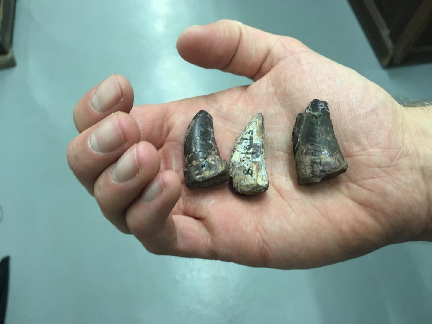 라우이수쿠스목의 이빨은 톱니 모양의 구부러진 형태다.(사진=비트바테르스란트대)