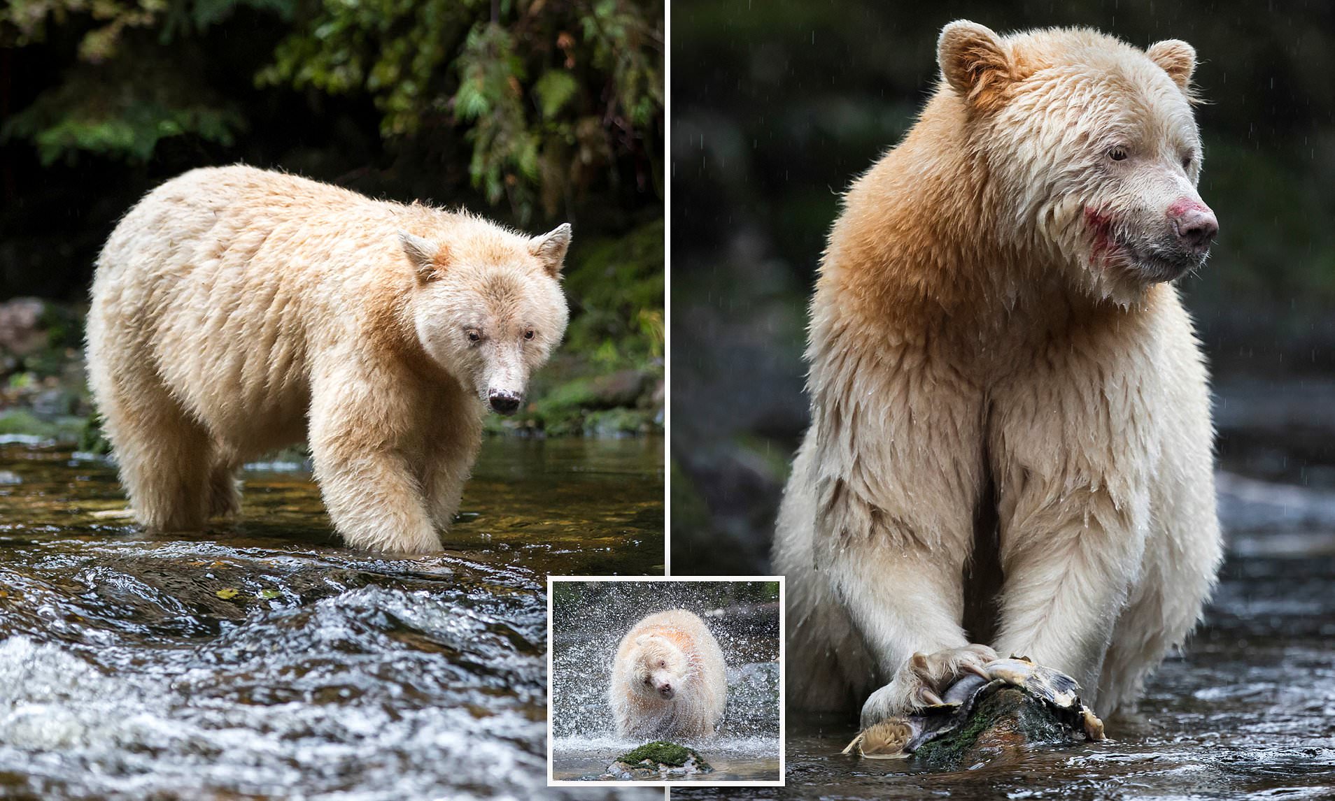 북극곰, 알비노도 아냐…‘전설의 백곰’ 캐나다 숲속서 포착