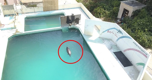 세상에서 가장 외로운 돌고래로 불리던 ‘허니’가 버려진 아쿠아리움의 작은 수조에서 홀로 헤엄치던 모습