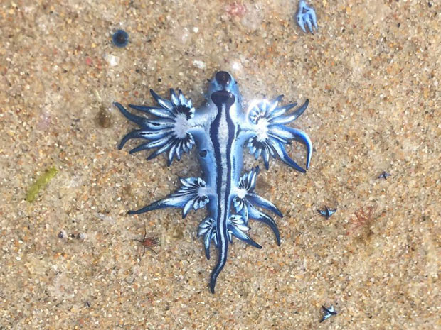 지난해 여름 호주 뉴사우스웨일스주 북쪽 해변마을 포트 맥쿼리에서 발견된 블루드래곤./사진=ABC뉴스