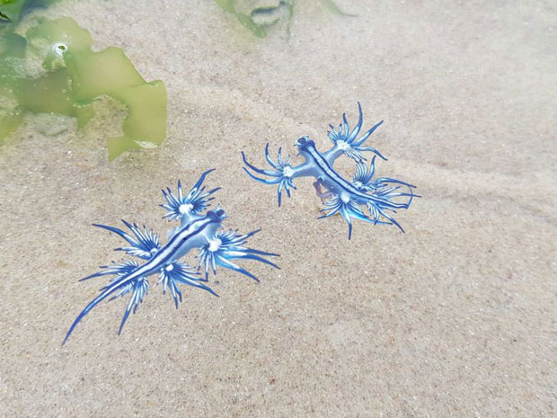 지난해 여름 호주 뉴사우스웨일스주 북쪽 해변마을 포트 맥쿼리에서 발견된 블루드래곤./사진=ABC뉴스