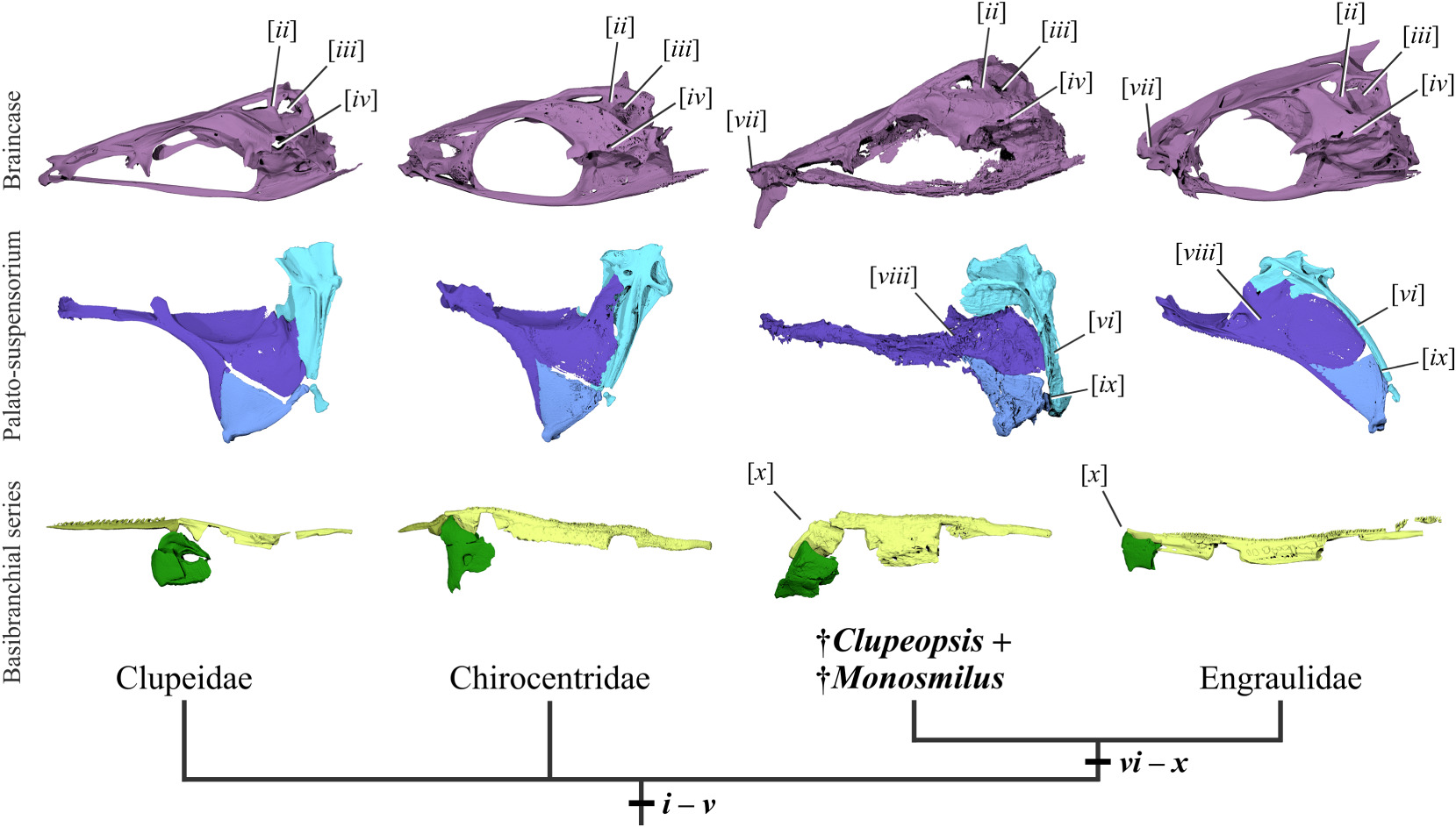 두 고대 검치멸치의 두개골 구조를 비교 분석한 랜더링 이미지(사진=로열 소사이어티 오픈 사이언스)