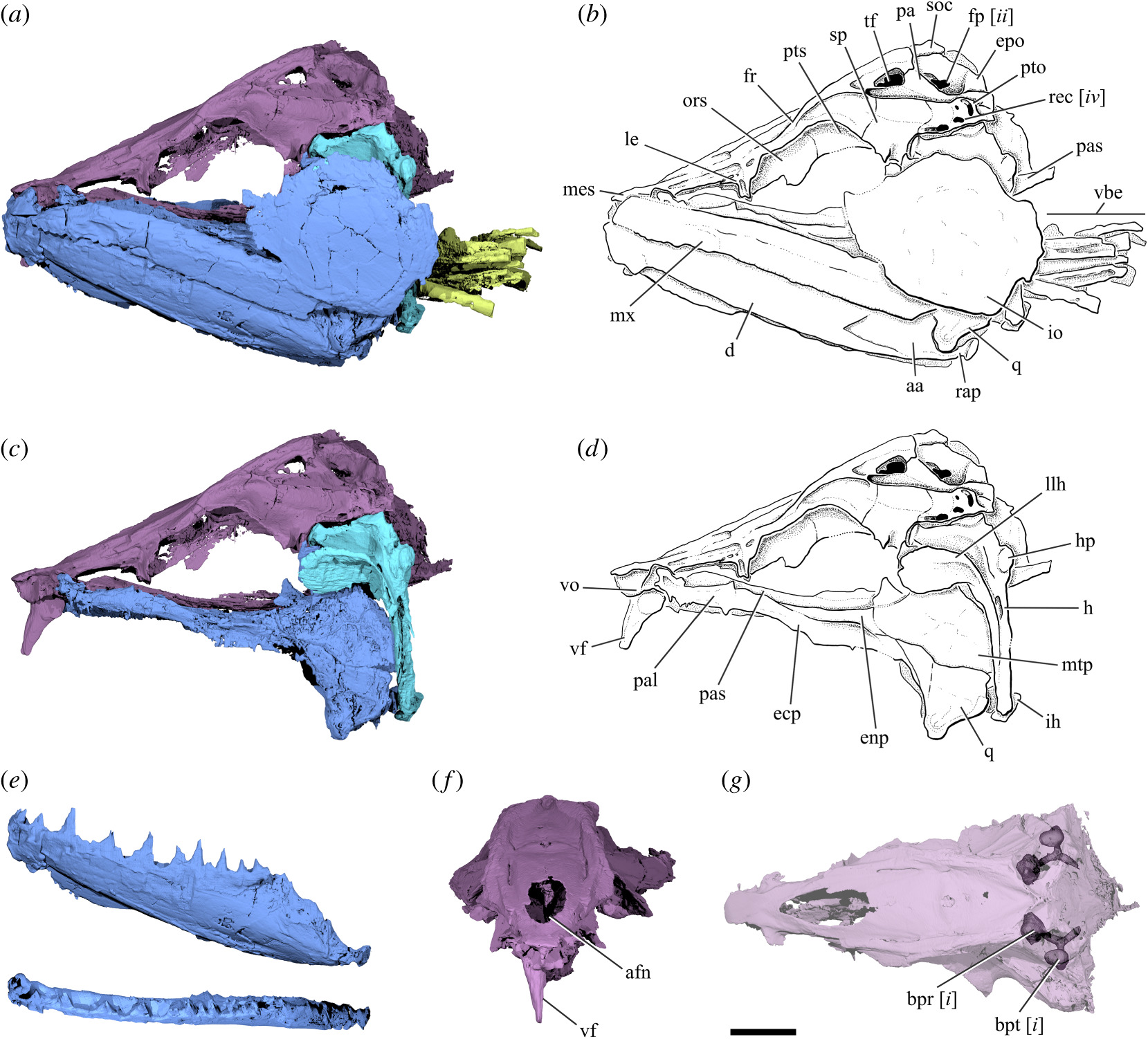 클루피옵시스 스트라엘레니라는 학명을 지닌 고대 검치멸치 두개골 화석의 랜더링 이미지(사진=로열 소사이어티 오픈 사이언스)