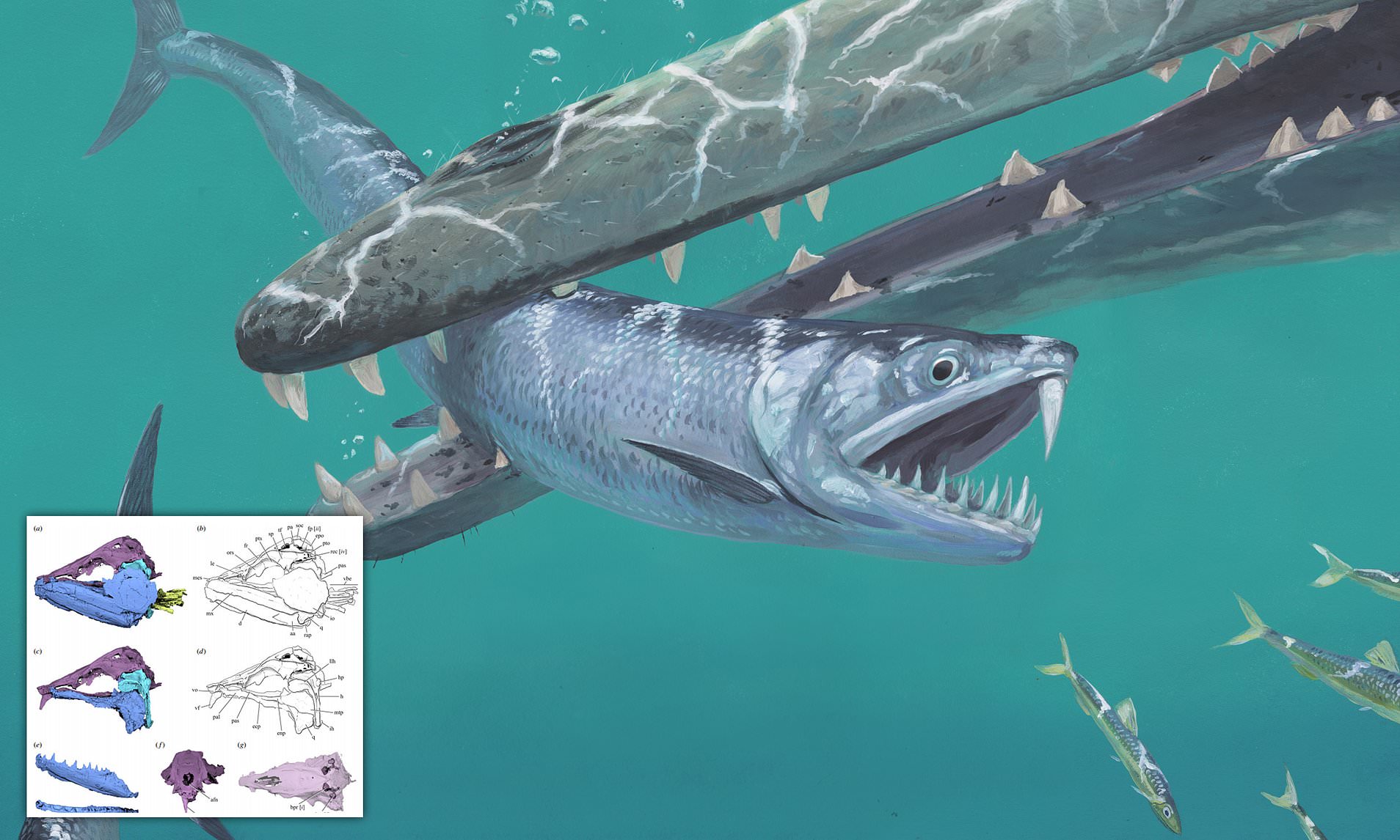 멸치는 거대 포식자였다…송곳니 지닌 고대 종 발견(사진=조슈아 크누페)