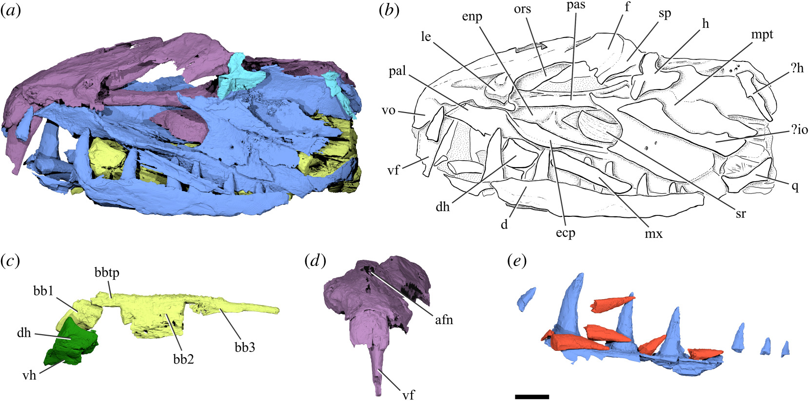 모노스밀루스 츄렐로이드라는 학명을 지닌 고대 검치멸치 두개골 화석의 랜더링 이미지(사진=로열 소사이어티 오픈 사이언스)