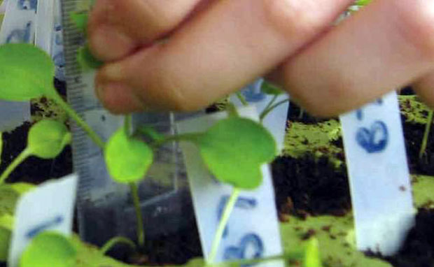 영국 데번 주의 브릭싱턴 초등학교에서 발아하는 우꼴라. 이 ‘우주여행 루꼴라 씨앗’의 ​파종 프로젝트에는 영국 전역에서 약 60만 명의 학생들과 8,600개 이상의 학교와 그룹이 참여했다.