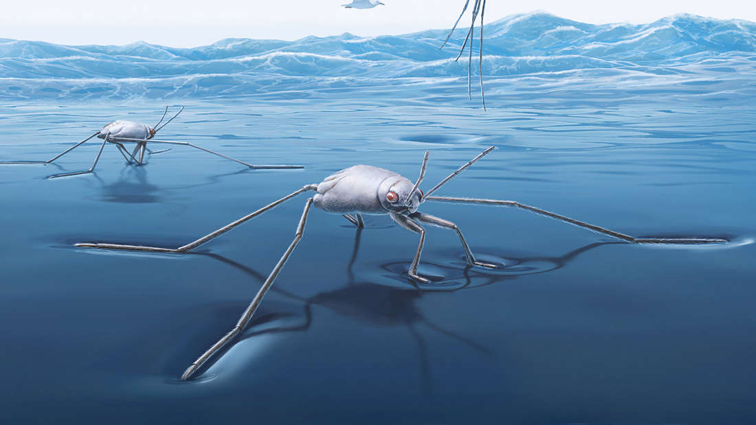 우사인 볼트보다 가속도 100배 빠른 소금쟁이 바다에 산다(사진=KAUST; Xavier Pita)