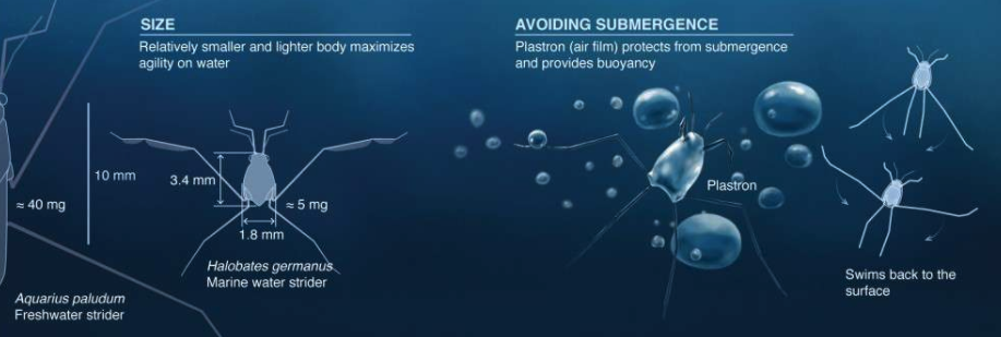 바다소금쟁이는 일반적인 소금쟁이보다 몸집이 훨씬 작다.(사진=KAUST; Xavier Pita)